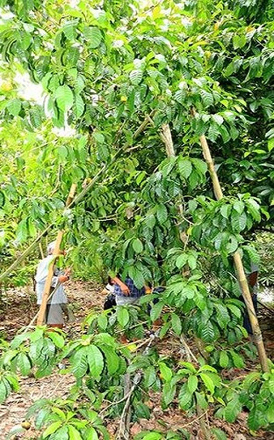 Phát sốt với giống vú sữa lạ: Trái chín vàng bóng, ra quả quanh năm